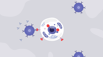 Adenoviral vector enters the cell to trigger an immune response to build antibodies