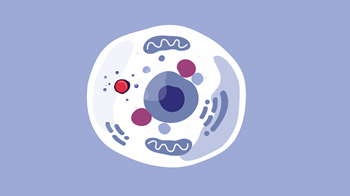 Lysosome working to breakdown HexA enzymes