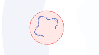 Lipid nanoparticles encase the mRNA to protect it before it enters the cell.