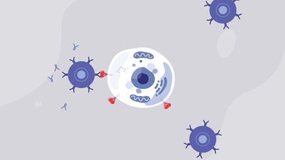 mRNA instructs the cells to create the spike protein to trigger antibody production.