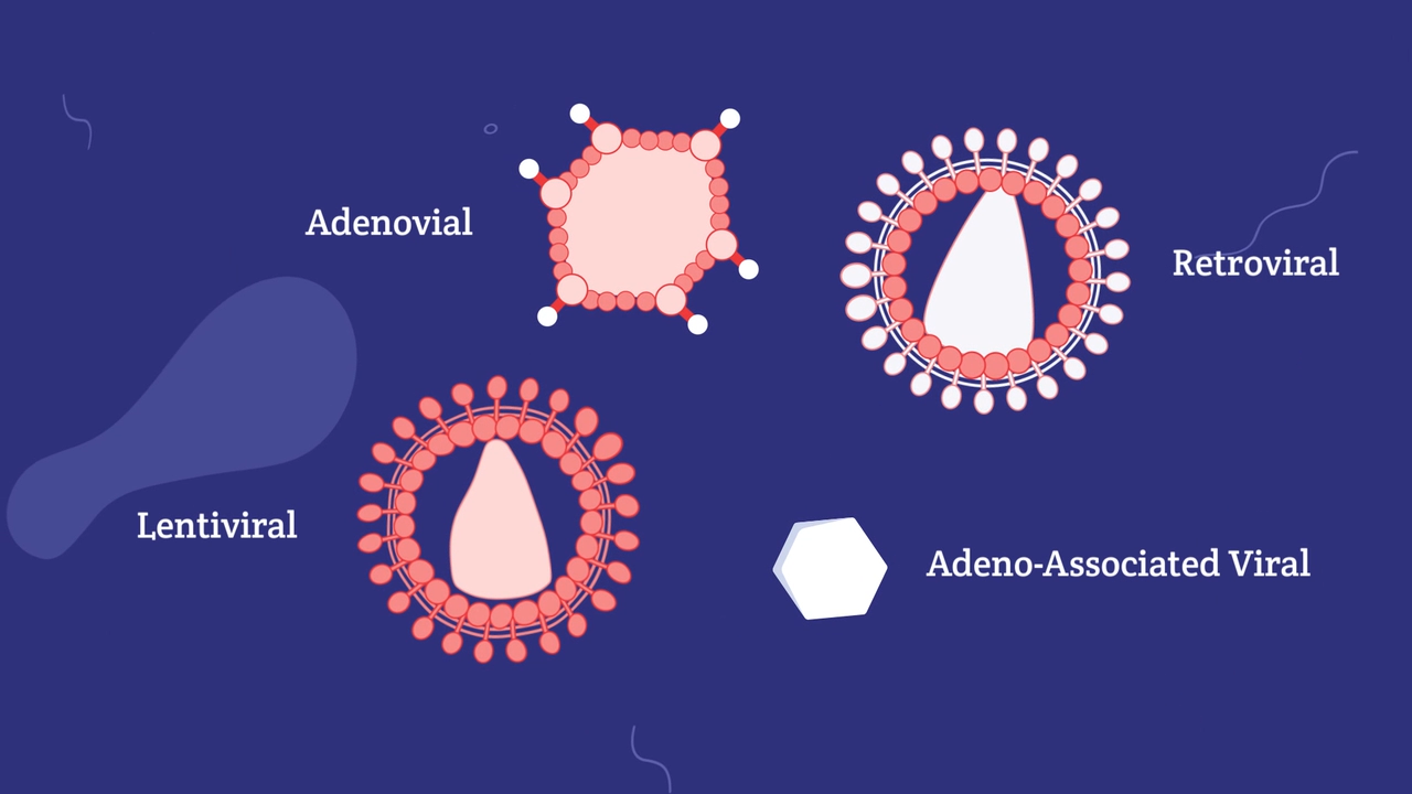 Vectors In Gene Therapy