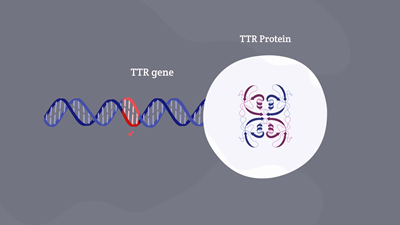 Some ATTR conditions are caused by changes in the TTR gene, leading to the gene not producing enough TTR protein that helps our body work properly.